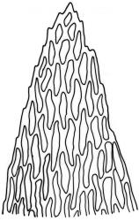 Camptochaete pulvinata. Apex of branch leaf. Drawn from B.H. Macmillan 93/95, CHR 506181.
 Image: R.C. Wagstaff © New Zealand Institute for Bioeconomy Science 2026 CC-BY 3.0 NZ